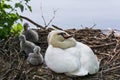 Swan`s nest in the Heiligenhaus at the AbtskÃÂ¼cherteich Royalty Free Stock Photo