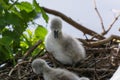 Swan`s nest in the Heiligenhaus at the AbtskÃÂ¼cherteich Royalty Free Stock Photo