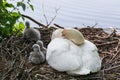 Swan`s nest in the Heiligenhaus at the AbtskÃÂ¼cherteich Royalty Free Stock Photo