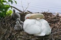 Swan`s nest in the Heiligenhaus at the AbtskÃÂ¼cherteich Royalty Free Stock Photo