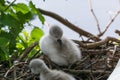 Swan`s nest in the Heiligenhaus at the AbtskÃÂ¼cherteich Royalty Free Stock Photo