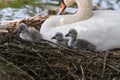 Swan`s nest in the Heiligenhaus at the AbtskÃÂ¼cherteich Royalty Free Stock Photo