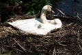 Swan`s nest in the Heiligenhaus at the AbtskÃÂ¼cherteich Royalty Free Stock Photo