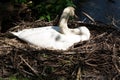 Swan`s nest in the Heiligenhaus at the AbtskÃÂ¼cherteich Royalty Free Stock Photo