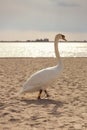 Swan in the sand Royalty Free Stock Photo