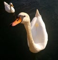 Swan saying hello