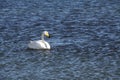 The swan in sayram lake Royalty Free Stock Photo