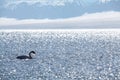 The swan in sayram lake Royalty Free Stock Photo