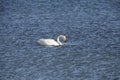 The swan in sayram lake Royalty Free Stock Photo