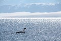 The swan in sayram lake Royalty Free Stock Photo