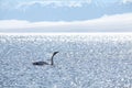 The swan in sayram lake Royalty Free Stock Photo