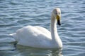 Swan in Sayram Lake Royalty Free Stock Photo