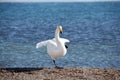 The swan in sayram lake Royalty Free Stock Photo