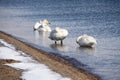 The swan in sayram lake Royalty Free Stock Photo