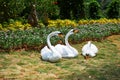 Swan sculpture on meadow Royalty Free Stock Photo