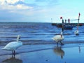 Swan in the sea