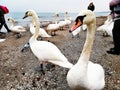 Swan on the sea shore Royalty Free Stock Photo