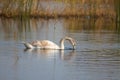 Swan searching with head near water closeup view with selective focus on foreground Royalty Free Stock Photo
