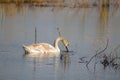 Swan searching on lake closeup view with reflections on rippled water Royalty Free Stock Photo