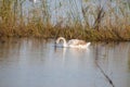 Swan searching under water closeup with reeds on background Royalty Free Stock Photo