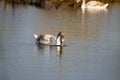 Swan searching under water closeup with reeds on background Royalty Free Stock Photo