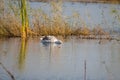 Swan searching under water closeup view with selective focus on foreground Royalty Free Stock Photo