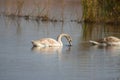 Swan searching under water closeup view with selective focus on foreground Royalty Free Stock Photo