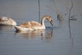 Swan searching on water close-up with selective focus on foreground Royalty Free Stock Photo