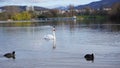 Swan in Seepark Freiburg Royalty Free Stock Photo