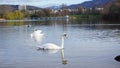 Swan in Seepark Freiburg Royalty Free Stock Photo