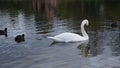 Swan in Seepark Freiburg Royalty Free Stock Photo