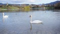 Swan in Seepark Freiburg Royalty Free Stock Photo