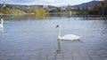 Swan in Seepark Freiburg Royalty Free Stock Photo