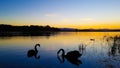 Swan Serene Sunset Royalty Free Stock Photo