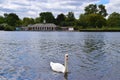 Swan in The Serpentine lake, Hyde Park, London