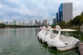Swan shaped pedal boat in the park