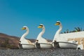 swan-shaped pedal boats on the beach Royalty Free Stock Photo