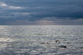 Swan on shore of the Baltic Sea Royalty Free Stock Photo