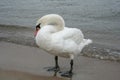 Swan on the shore of the Baltic Sea Royalty Free Stock Photo