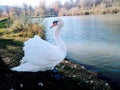 Swan on the shore in Borislav, Lviv region Royalty Free Stock Photo
