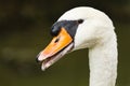 A swan at the shore Royalty Free Stock Photo