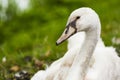 A swan at the shore Royalty Free Stock Photo
