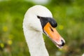 A swan at the shore Royalty Free Stock Photo