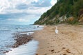 A lone Swan is on the sandy sea shore Royalty Free Stock Photo