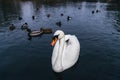 A swan on the shores of the lake. In the background swim ducks Royalty Free Stock Photo