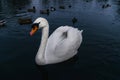 A swan on the shores of the lake. In the background swim ducks Royalty Free Stock Photo