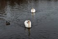 A swan on the shores of the lake. In the background swim ducks Royalty Free Stock Photo