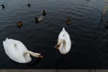 A swan on the shores of the lake. In the background swim ducks Royalty Free Stock Photo