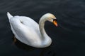 A swan on the shores of the lake. In the background swim ducks Royalty Free Stock Photo