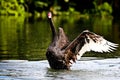 Swan showing off its beautiful wings Royalty Free Stock Photo